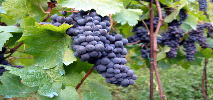 vineyard 1